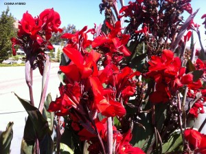 Canna - red - blossom
